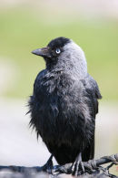 07-1806 Jackdaw (Corvus monedula) Portrait